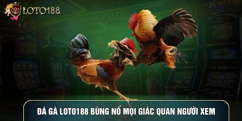 Đá gà LOTO188 bùng nổ mọi giác quan người xem Đá gà LOTO188 bùng nổ mọi giác quan người xem